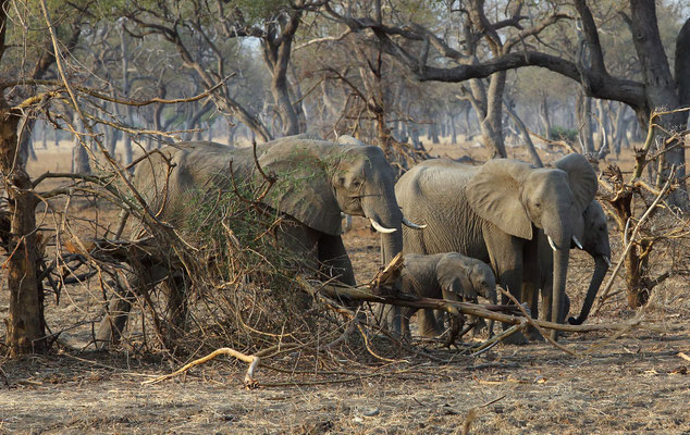 South Luangwa National Park