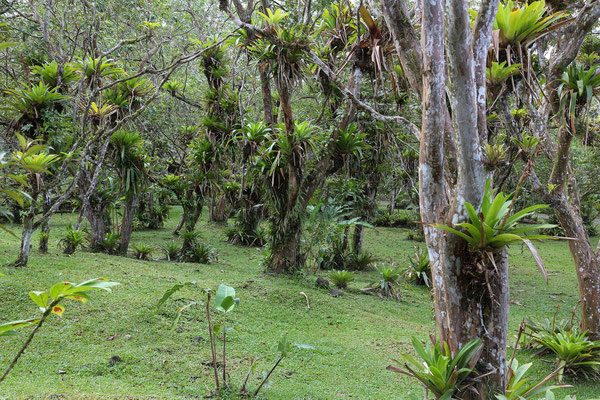 Wanderung am Vulkan Arenal