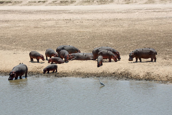 Luangwa River