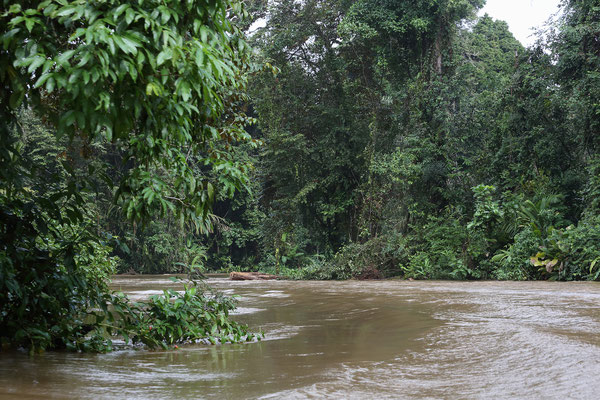 Im Tortuguero National Park