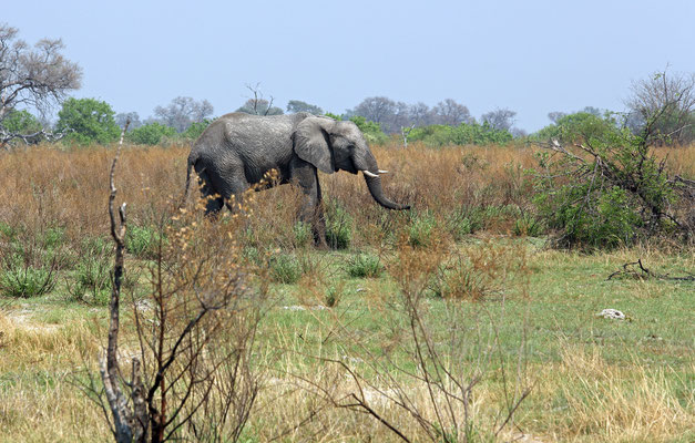 Okavango Delta