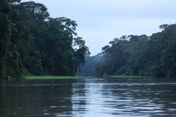 Im Tortuguero National Park