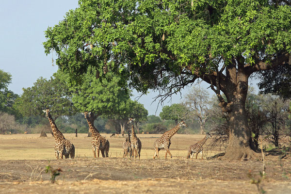 South Luangwa National Park