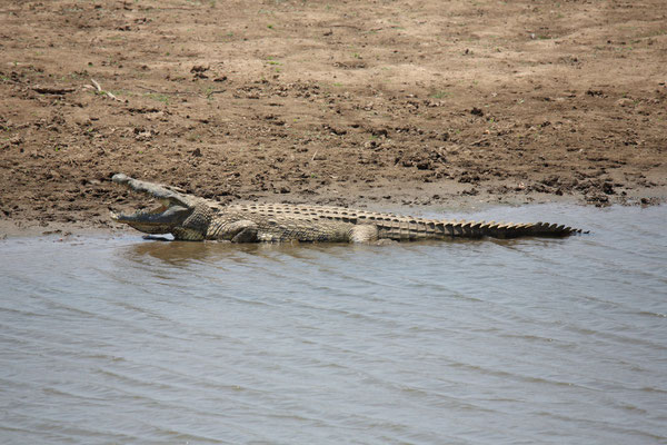 Luangwa River