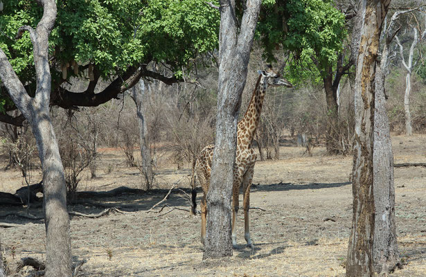 South Luangwa National Park