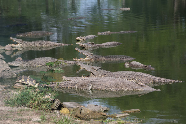 Krokodilfarm
