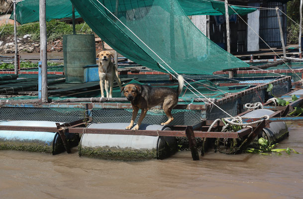 Im Mekong Delta