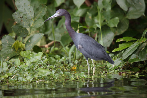 Im Tortuguero National Park