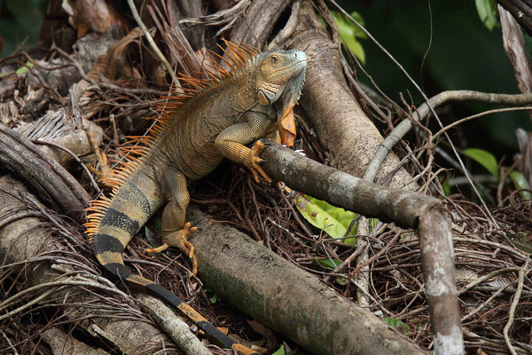 Im Tortuguero National Park