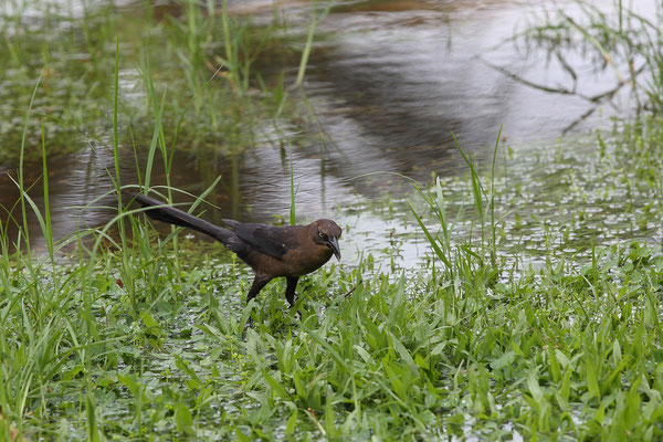 Im Tortuguero National Park