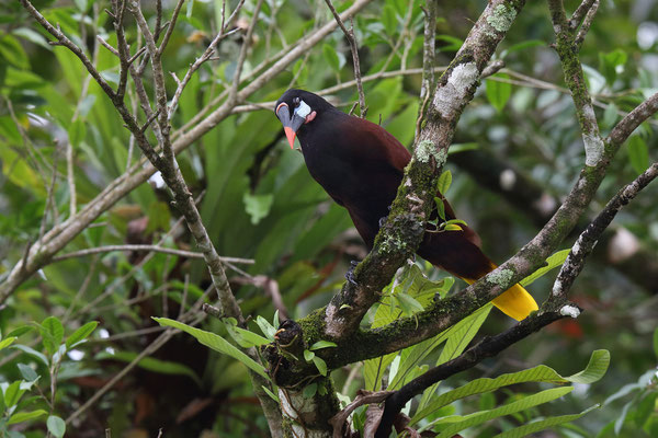 Im Tortuguero National Park