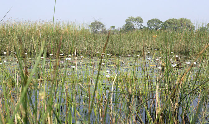 Okavango Delta