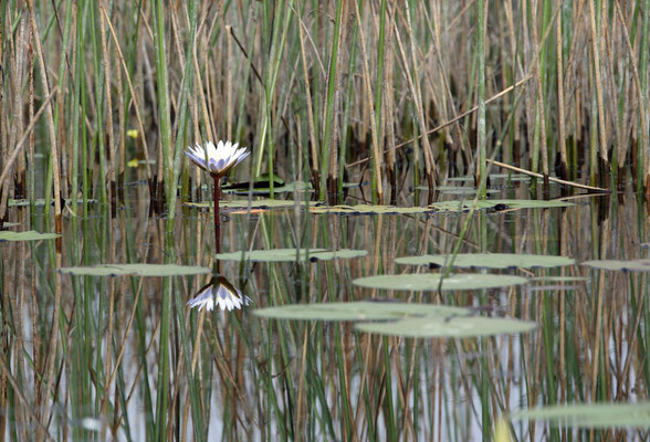 Okavango Delta