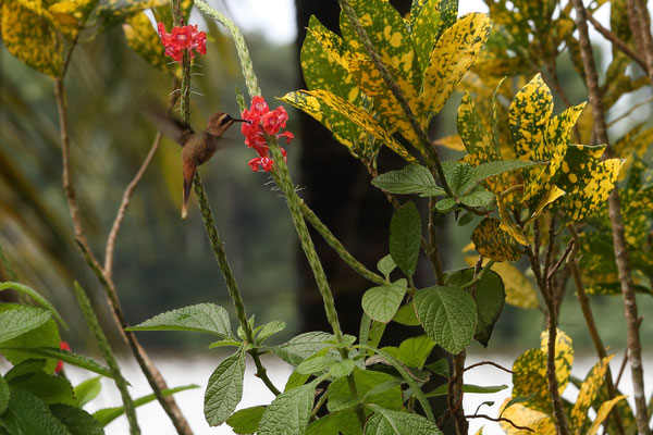 Im Tortuguero National Park