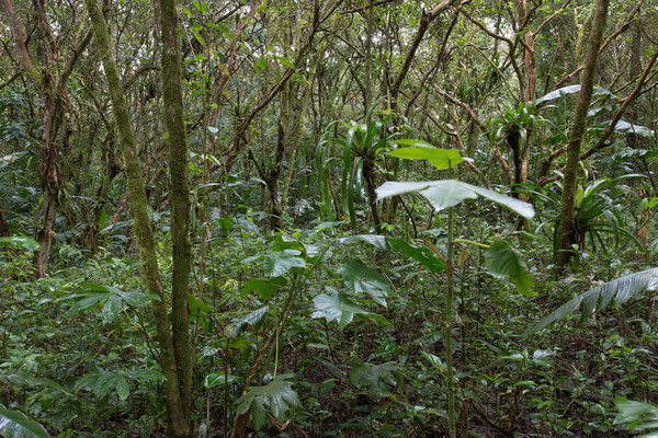 Wanderung am Vulkan Arenal