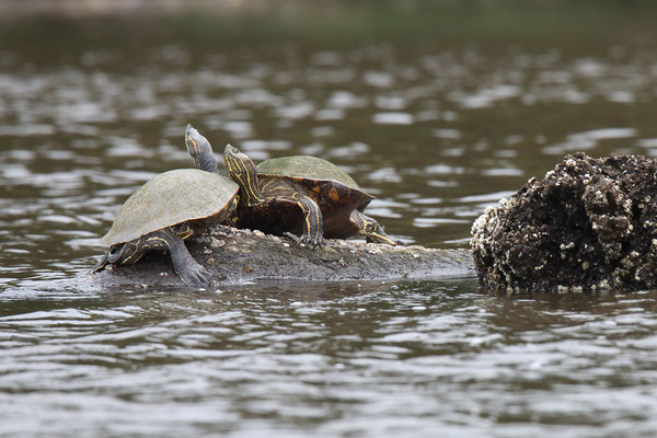 Im Tortuguero National Park