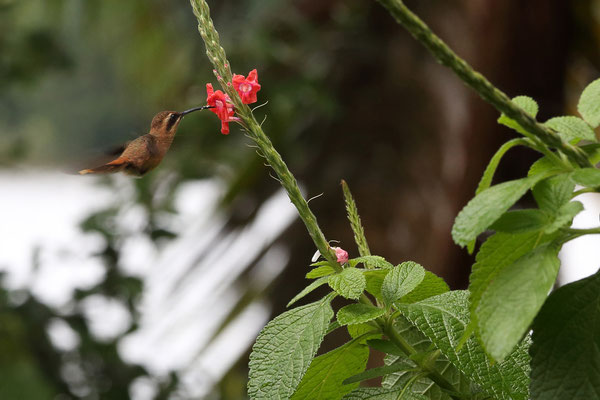 Im Tortuguero National Park