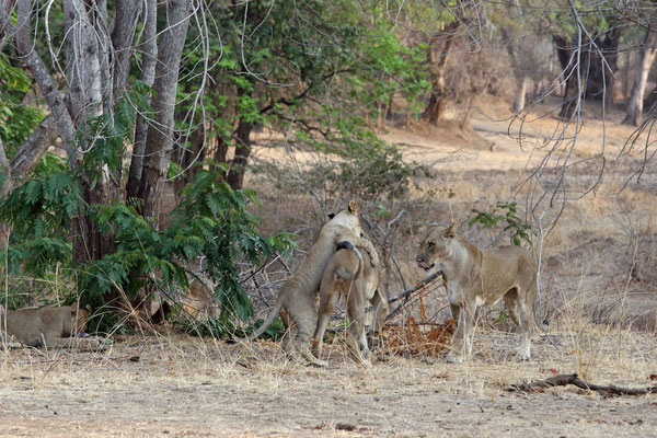 South Luangwa National Park