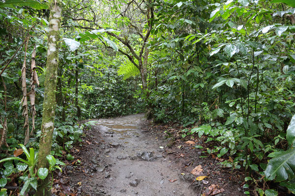 Wanderung am Vulkan Arenal