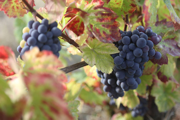 Ausflug in die Weinberge