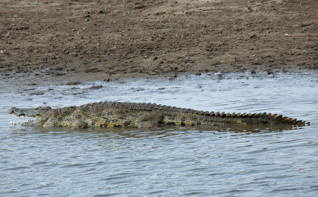 Am Luangwa River