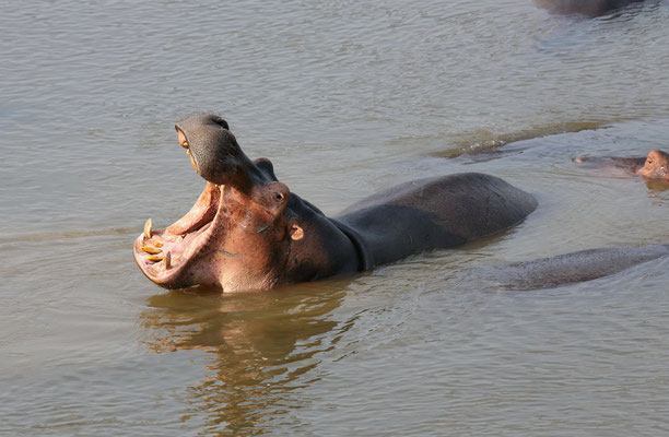 Am Luangwa River