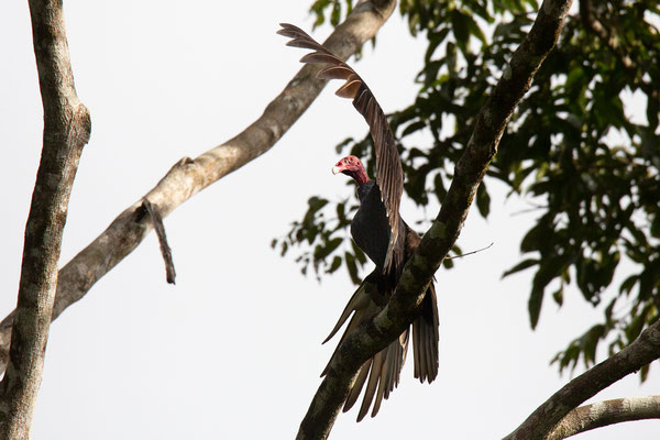 Im Tortuguero National Park