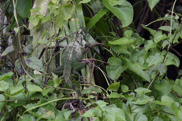 Im Tortuguero National Park