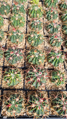 Ferocactus latispinus