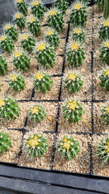 Echinocactus grusonii