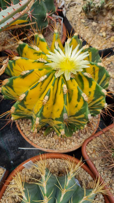 echidne 