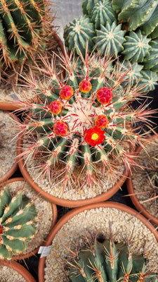 pilosus 