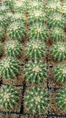 Ferocactus reppenhagenii