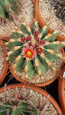 echidne victoriensis