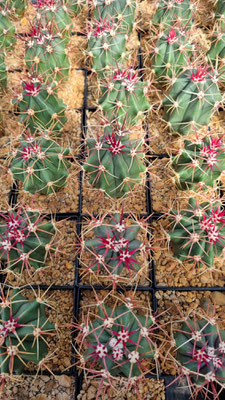 Ferocactus rectispinus hybrid