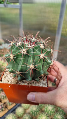 Ferocactus wislizeni subsp.herrerae