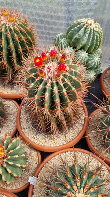 pilosus 