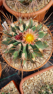 echidne rhodanthus 