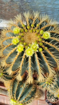 glaucescens 
