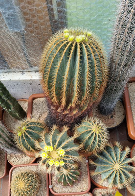 glaucescens 