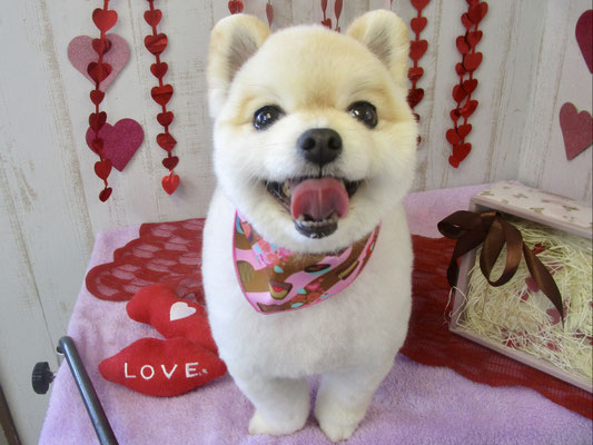 だんごちゃん