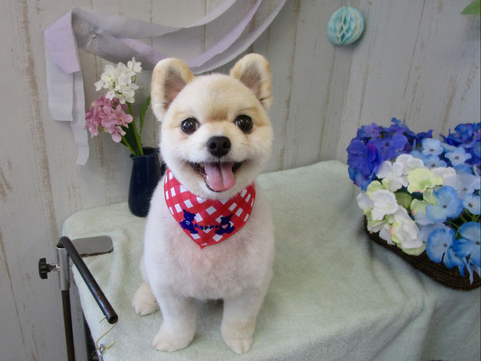 だんごちゃん