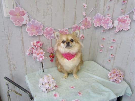 こむぎちゃん
