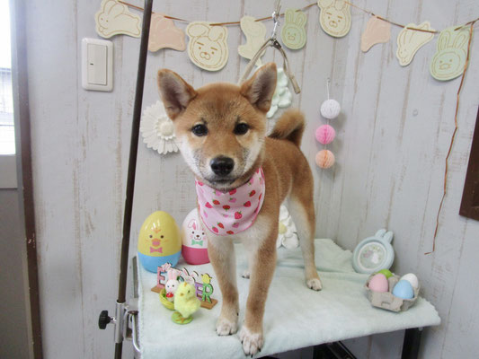 こころちゃん
