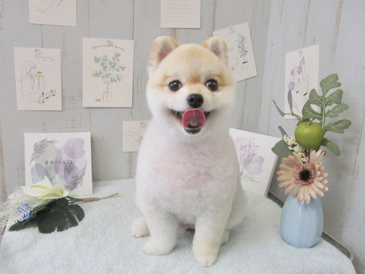 だんごちゃん