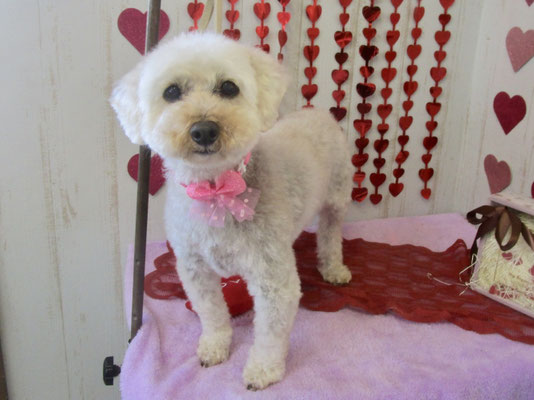 ぷりまちゃん