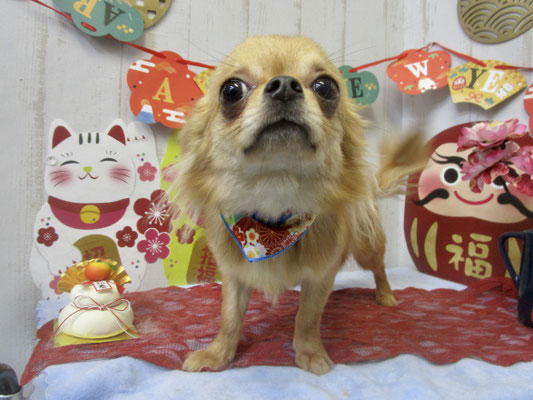 チロくん