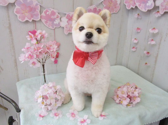 だんごちゃん