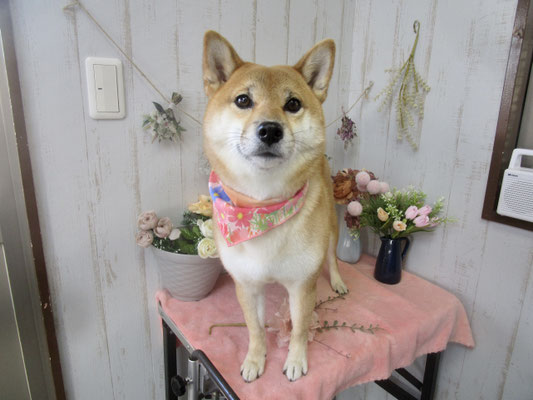 オムちゃん