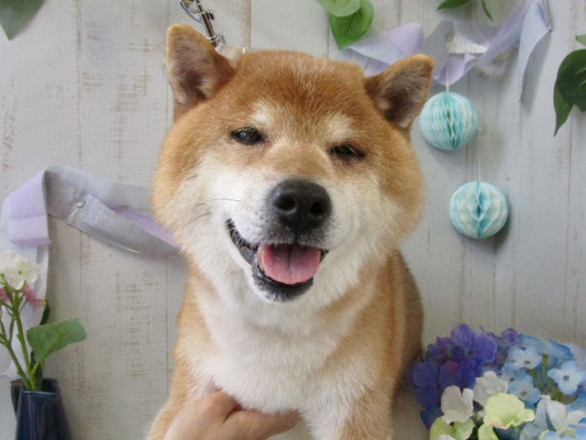 イブキくん